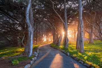 Obraz premium Sunset in the park