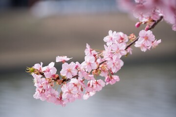 河津桜