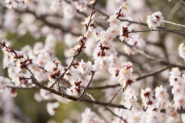 梅の花