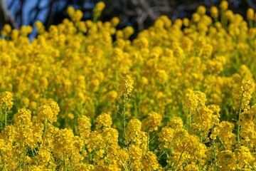 春の光を浴びて輝く満開の菜の花