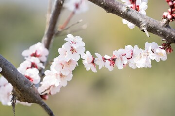 梅の花