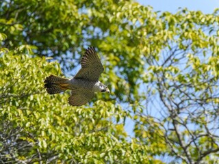 グリーンバックに悠然と飛ぶハヤブサ成鳥メス