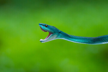 Angry blue white lipped Island pit viper snake Trimeresurus insularis strike and open its mouth with bokeh background 