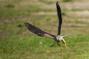 グリーンバックに飛ぶチョウゲンボウ オス