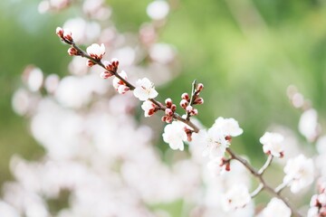 梅の花
