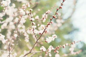 梅の花