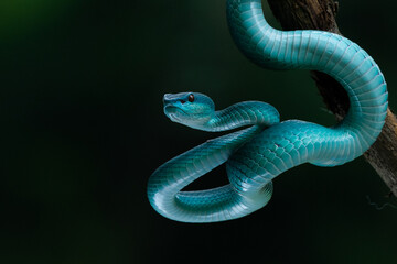 Title	
Close up shot of female blue white lipped Island pit viper snake Trimeresurus insularis hanging on a branch with bokeh background