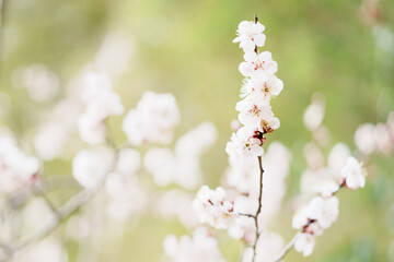 梅の花