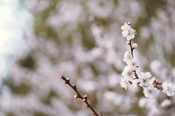 梅の花