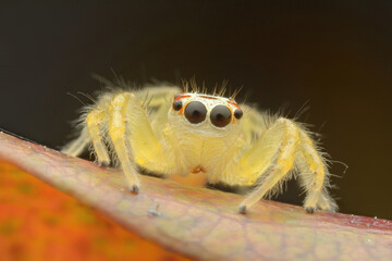 jumping spider