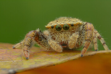 jumping spider