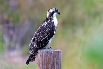 Osprey on a post