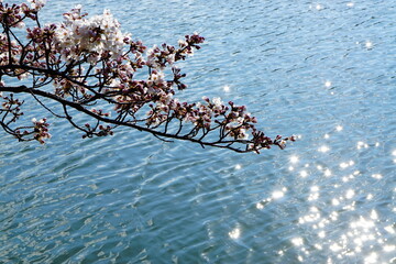 陽光に煌めく水面と桜