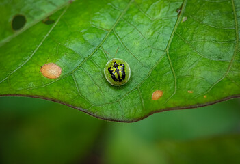Cassida on a green leaf with blurry background.