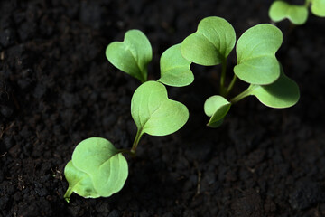 Young radish seedlings or sprouts in black soil (Selective Focus, Focus diagonally through the middle of the image)