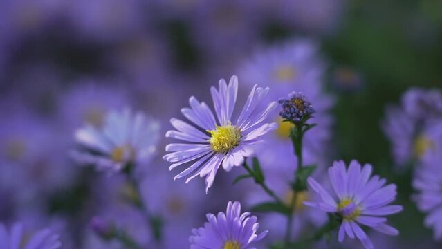 Purple New England aster in garden with blurry background