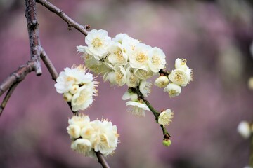 開花した梅の花のクローズアップ