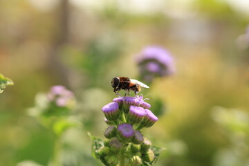 紫の花にとまる蜂