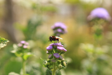 紫の花にとまる蜂