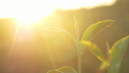Green tea tree leaves camellia sinensis in organic farm sunlight. Fresh young tender bud herbal farm on summer morning. Sunlight Green tea tree plant. Close up Tree tea plant green nature in morning
