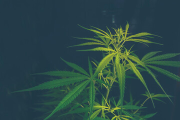 Green Marijuana tree cannabis plant narcotic herbal in greenhouse. Hemp leaf made cannabis crude oil at medicine farm. CBC, THC herb agriculture by Weed leaf Drug and medicine healthcare concept