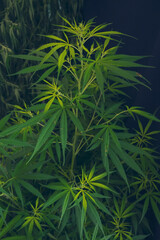 Vertical Green weed Marijuana tree cannabis plant narcotic herbal in CBC greenhouse. Hemp leaf made cannabis crude oil medicine farm. CBC, THC herb agriculture Weed leaf Drug. Sustainability concept