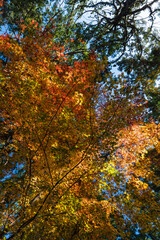 紅葉に染まった葉っぱ