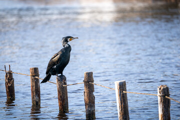 A black waterfowl sitting on a perch.