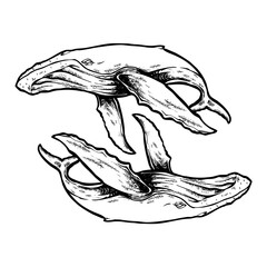 The two whale line art