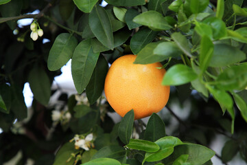 Ripe grapefruit and flowers growing on tree outdoors