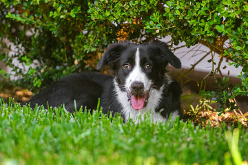 Black and white border collie puppy