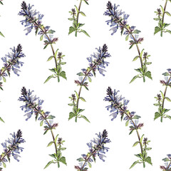 Seamless pattern with watercolor lungwort on white background. Hand-drawn spring and summer blue purple flower. Art for sticker florist or wrapping. Object for wallpaper or sketchbook and card