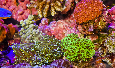 Beautiful underwater life with colorful corals