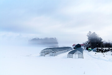 朝霧漂う里（美瑛町）
