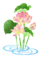 ハスの花と水紋をモチーフにしたイラスト／Illustration with motifs of lotus flowers and water ripples