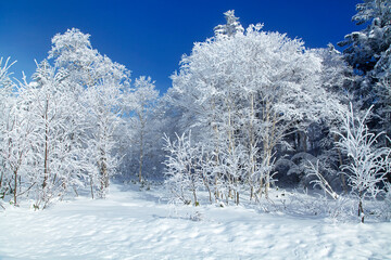 霧氷（美瑛町）