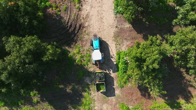 Tractor transporting pallets of Avocado across an Avocado tree plantation