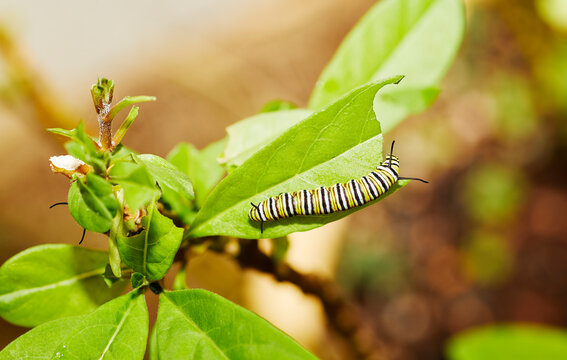 A Monarch Catepillar eating Milkweed