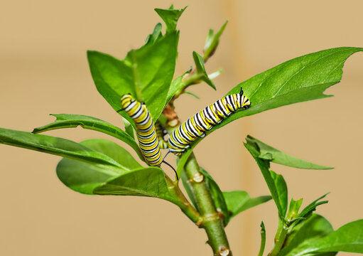 A Monarch Catepillar eating Milkweed