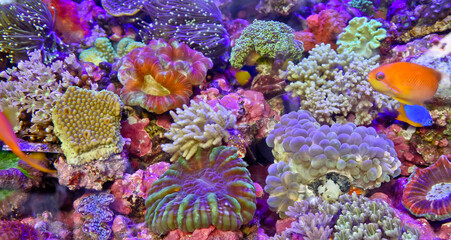 Beautiful underwater life with colorful corals and fish