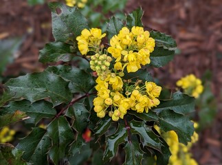 closeup of mahonia aquifolium flowering plant, Oregon grape, holly-leaved barberry