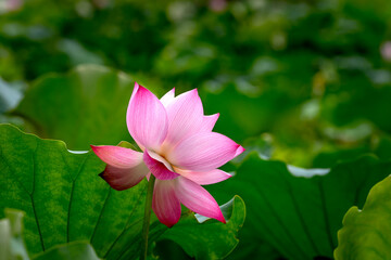 Beautiful pink lotus flower with light.