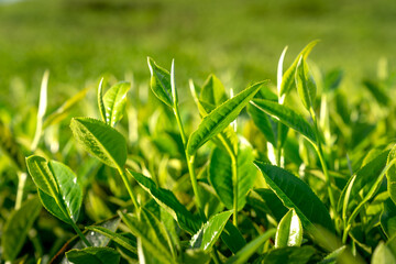 Tea leaves at a plantation in the beams of sunlight. Background natural green plants landscape, ecology, fresh wallpaper concept