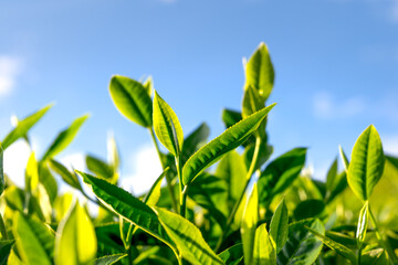 Tea leaves at a plantation in the beams of sunlight. Background natural green plants landscape, ecology, fresh wallpaper concept