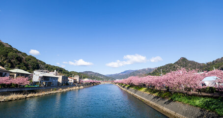 Fototapeta premium 河津桜 2023 静岡県 河津町 
