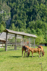 Brown family horse with traditional slovenian hayrack in the background.