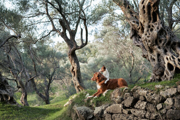 two dogs near the olive tree. Jack Russell Terrier and Nova Scotia Retriever in an grove in nature....
