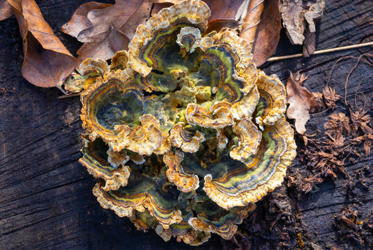 Close-up image of spunk on a tree trunk.