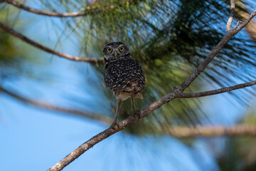 Burrowing Owls are small, sandy colored owls with bright-yellow eyes. They live underground in burrows they’ve dug themselves or taken over from a prairie dog, ground squirrel, or tortoise