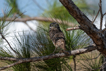 Burrowing Owls are small, sandy colored owls with bright-yellow eyes. They live underground in burrows they’ve dug themselves or taken over from a prairie dog, ground squirrel, or tortoise